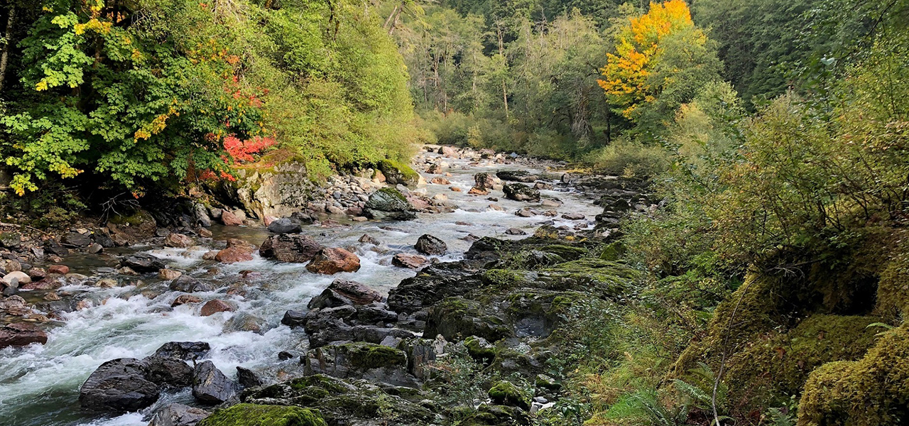 A rocky river winding through a green forest