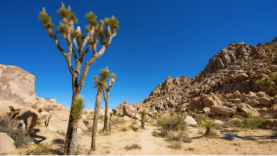 Joshua Tree